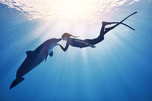 FINAL+ATLANTIS+DOLPHIN+IMAGE+AQUAVENTURE