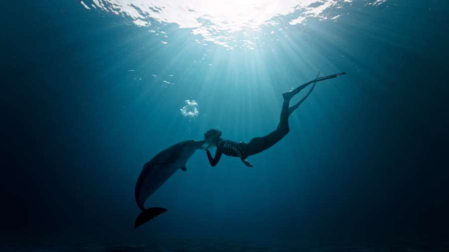 Look_Dolphins_1_1.6.1